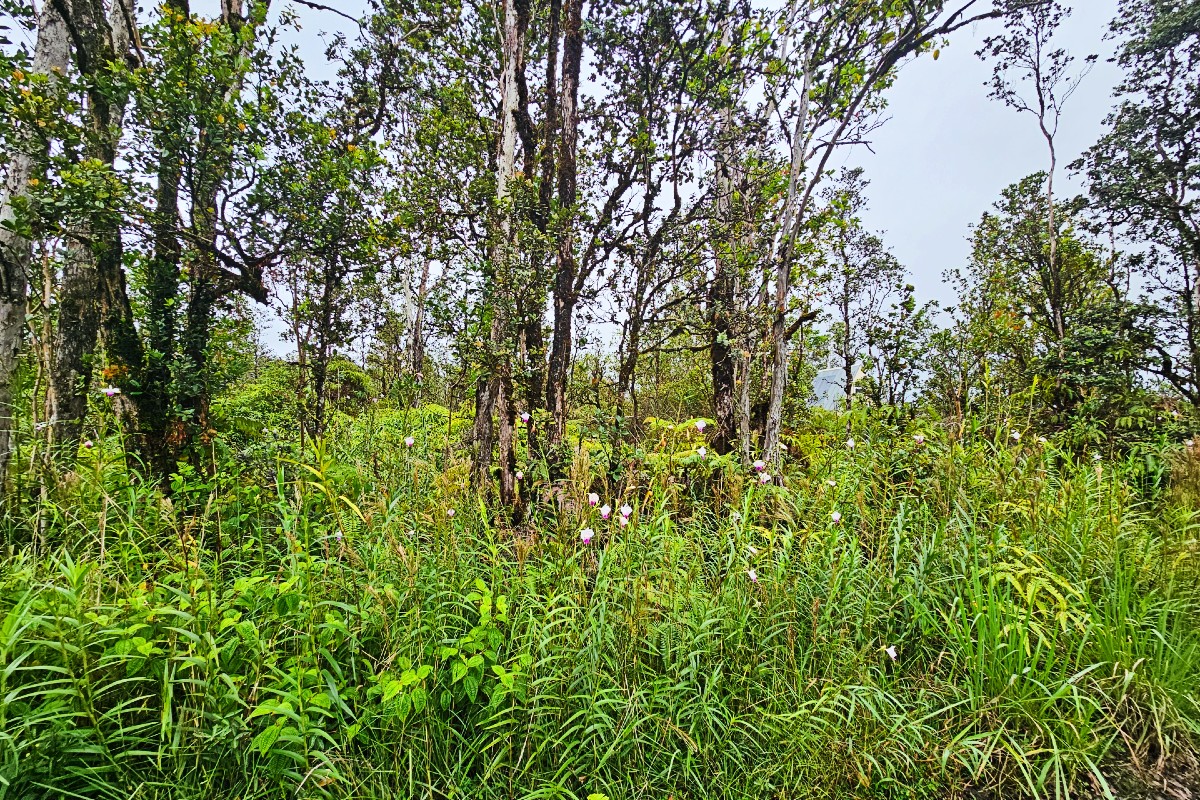 Paniolo St Lot 32 Property Photo 5