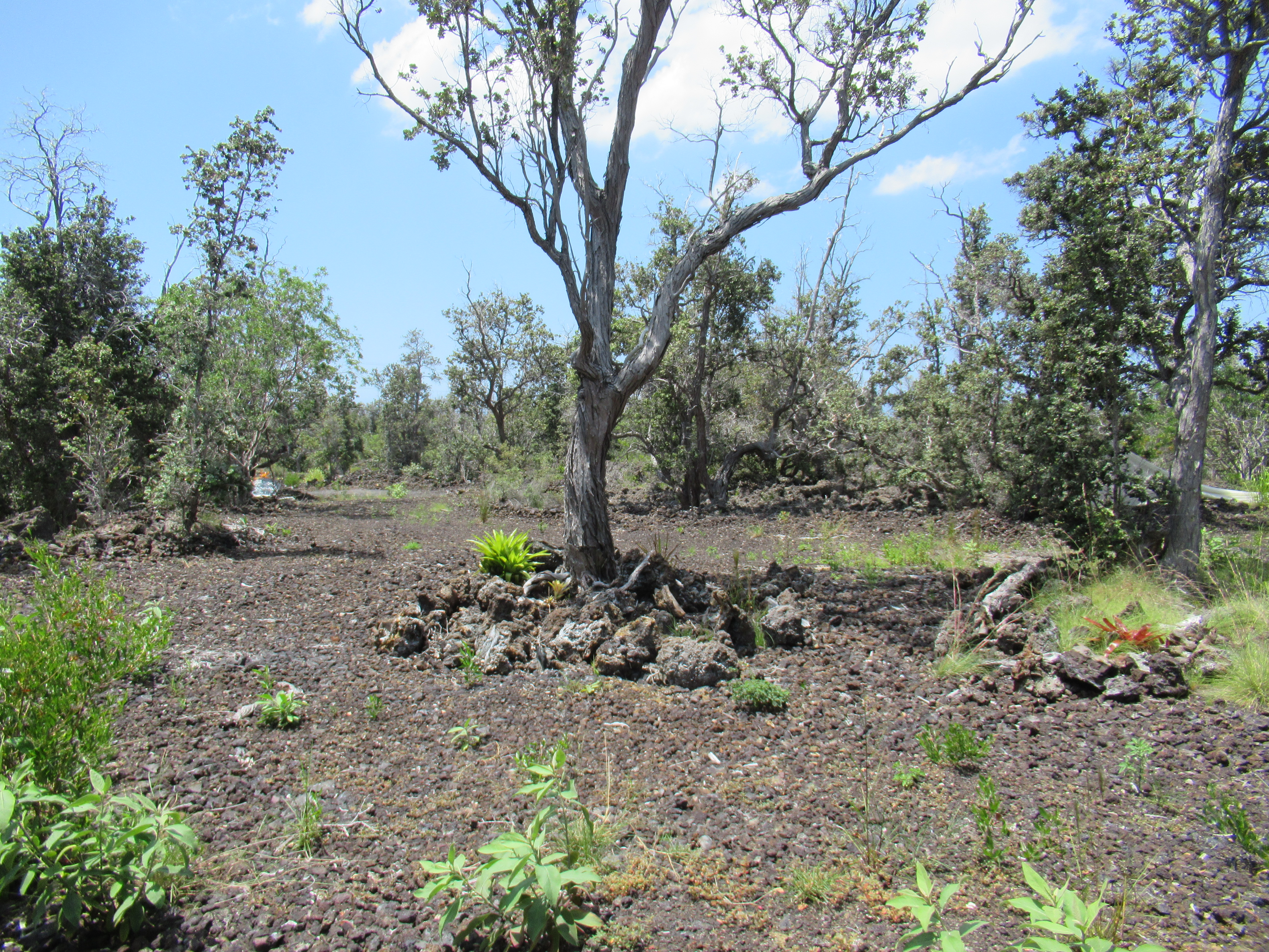 Kona Kai Blvd Property Photo 3