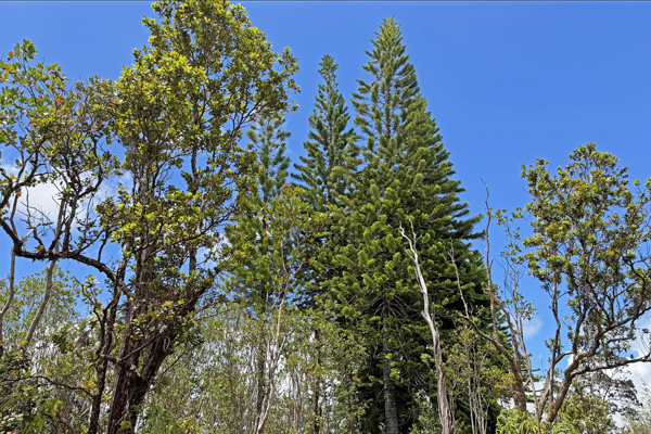 Ohialani Rd Property Photo 2