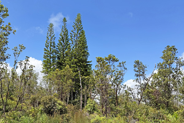 Ohialani Rd Property Photo 12