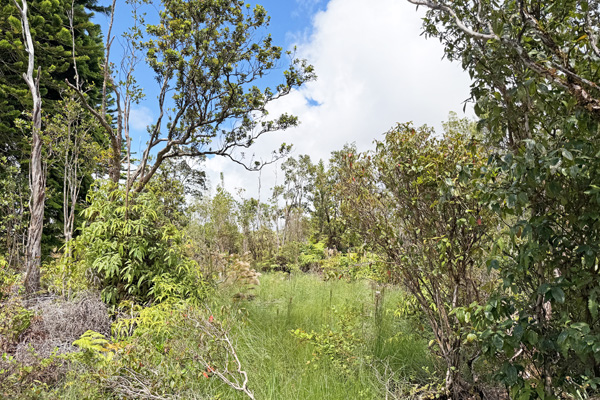 Ohialani Rd Property Photo 13