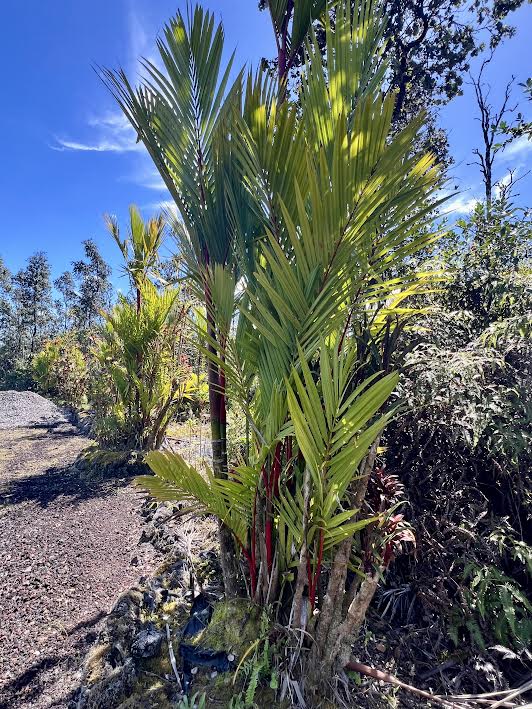 Road 4 (io Kea) Property Photo 16