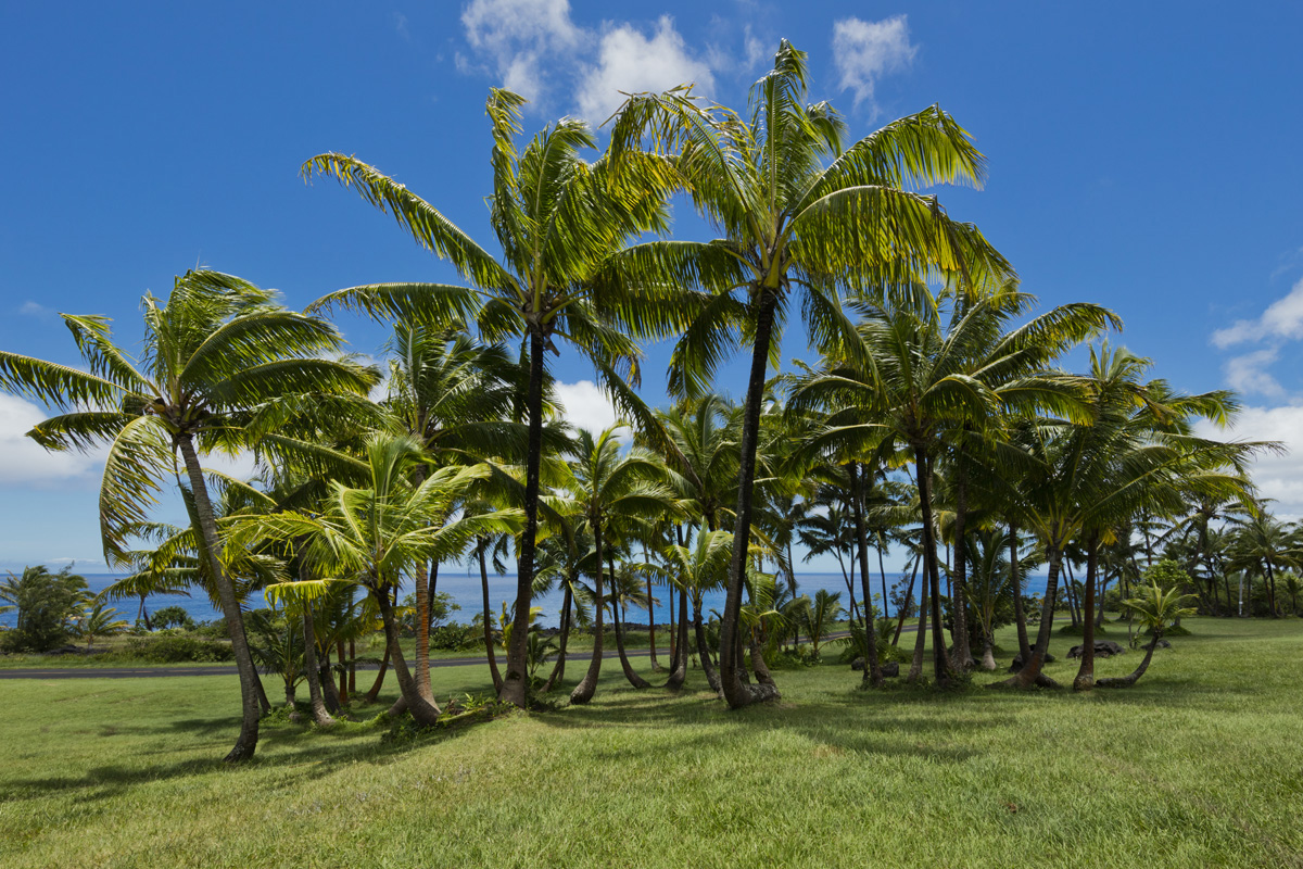 12-6999 Kamoamoa St Property Photo 29