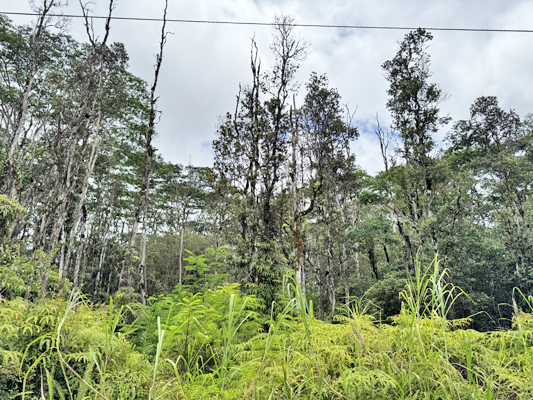 Lehua Rd Property Photo 21