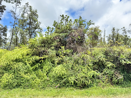 Lehua Rd Property Photo 22