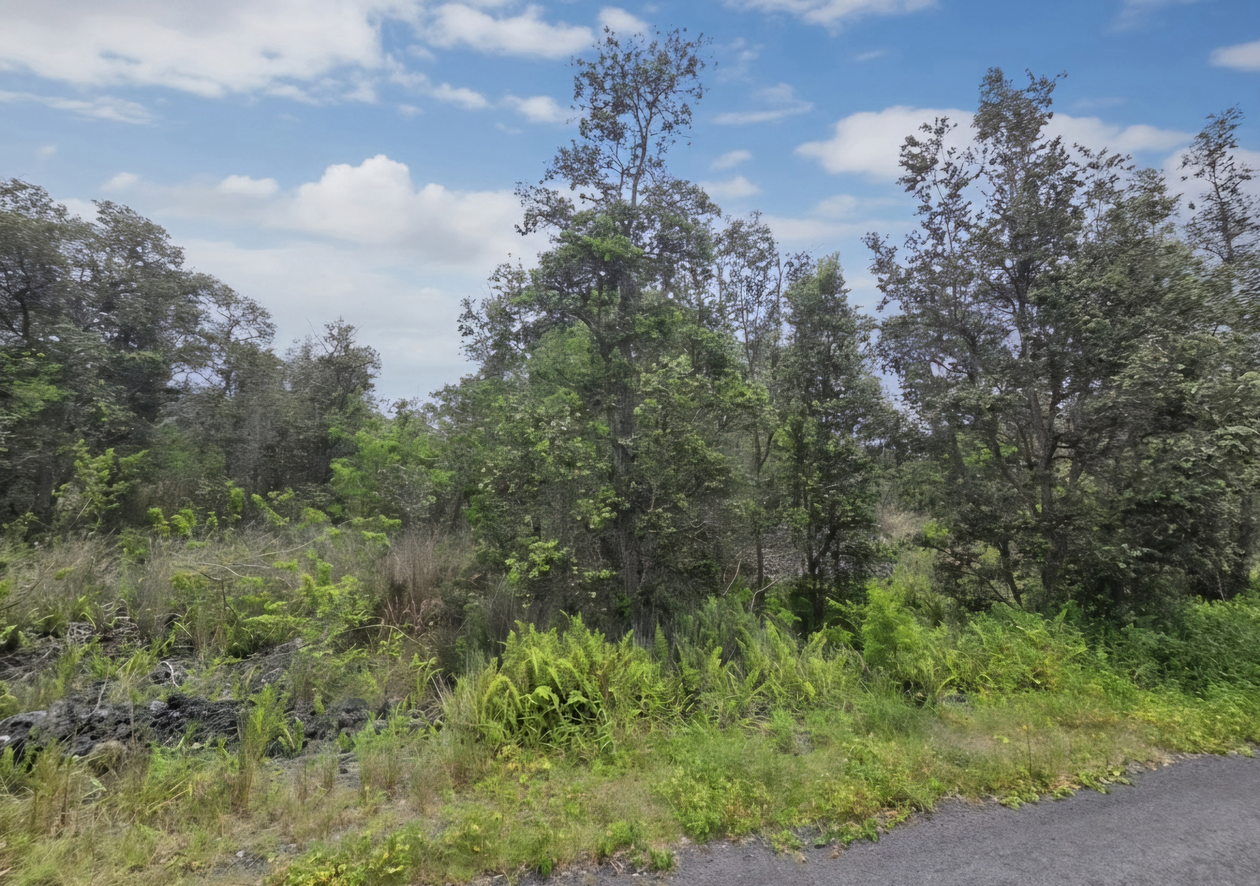 Orchid Pkwy Property Photo 5