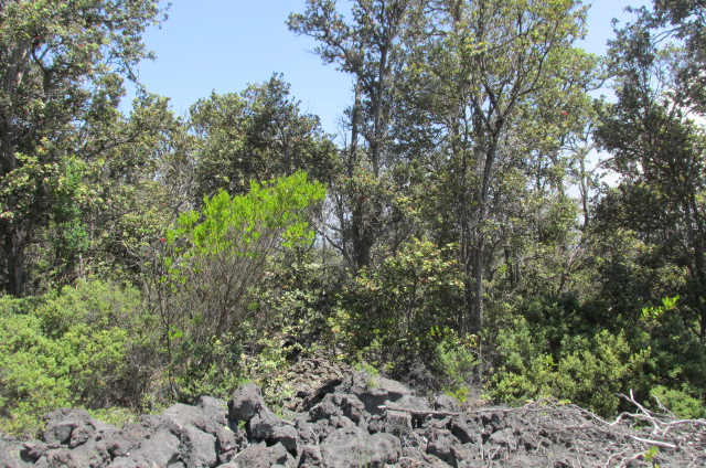 Palm Pkwy Property Photo 3