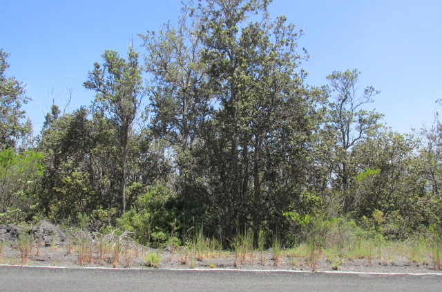 Palm Pkwy Property Photo 4