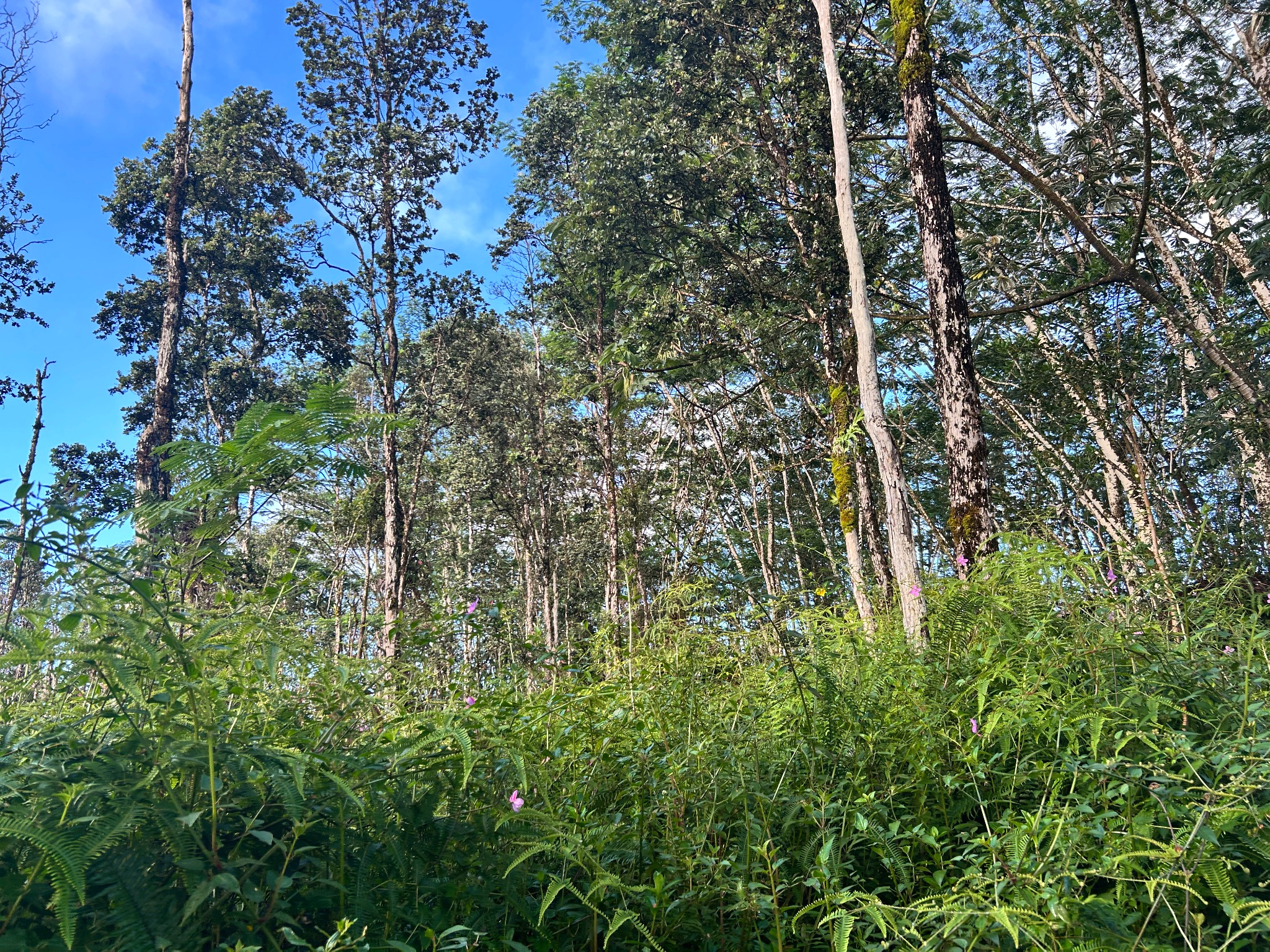 Pahoa Rd Property Photo 2