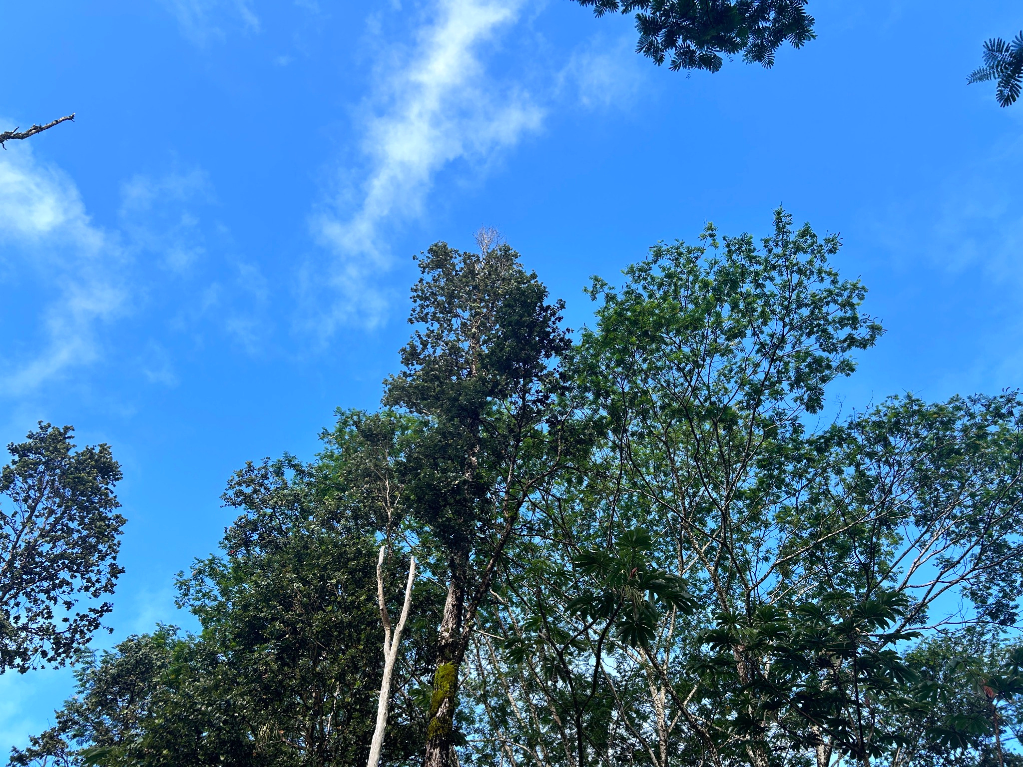 Pahoa Rd Property Photo 3