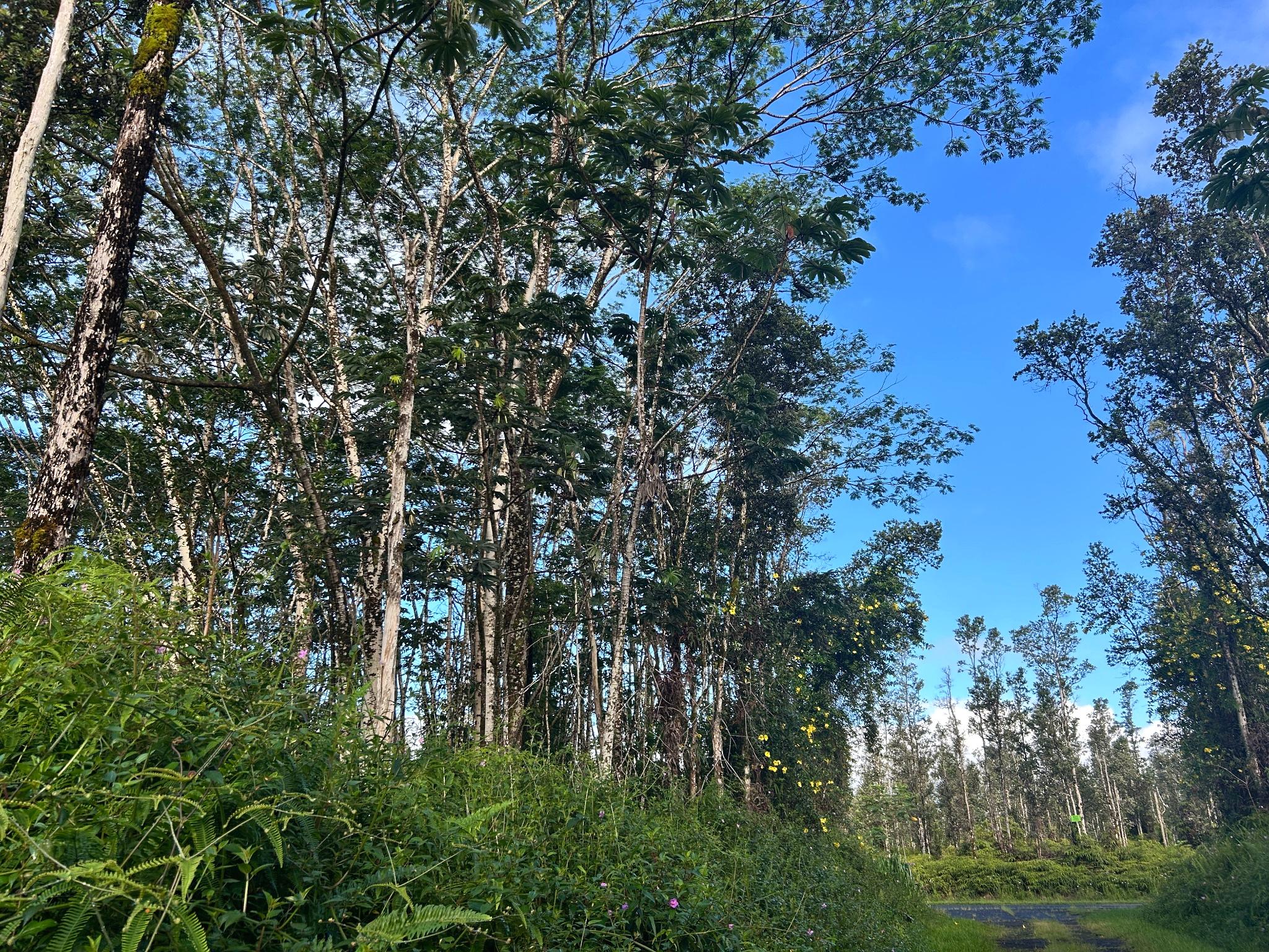 Pahoa Rd Property Photo 4