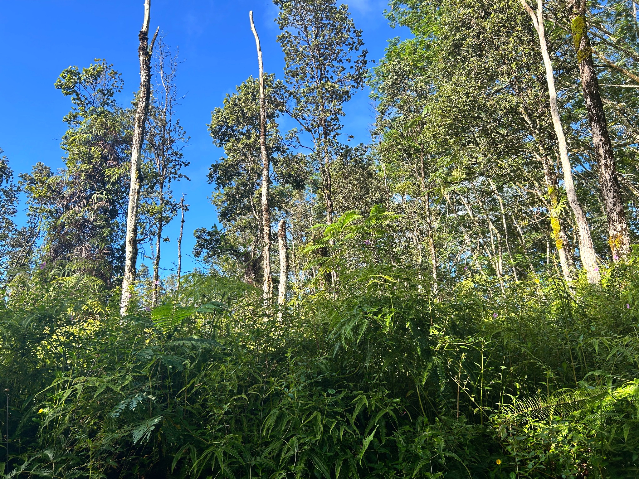 Pahoa Rd Property Photo 6