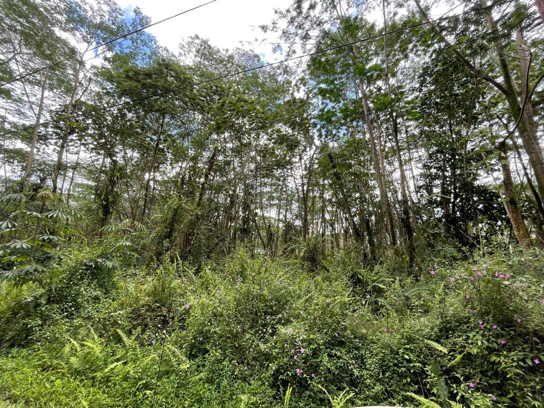 Plumeria Rd Property Photo 3