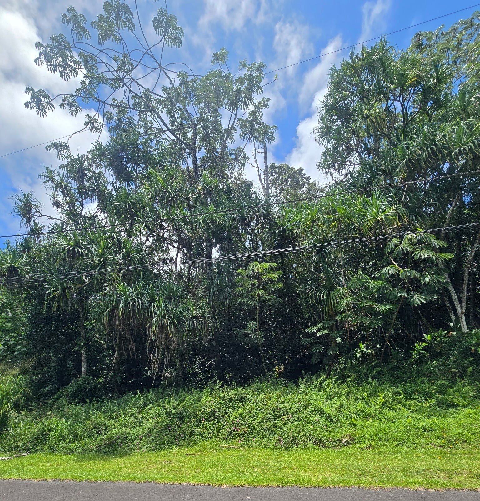 Nenue St Property Photo 1