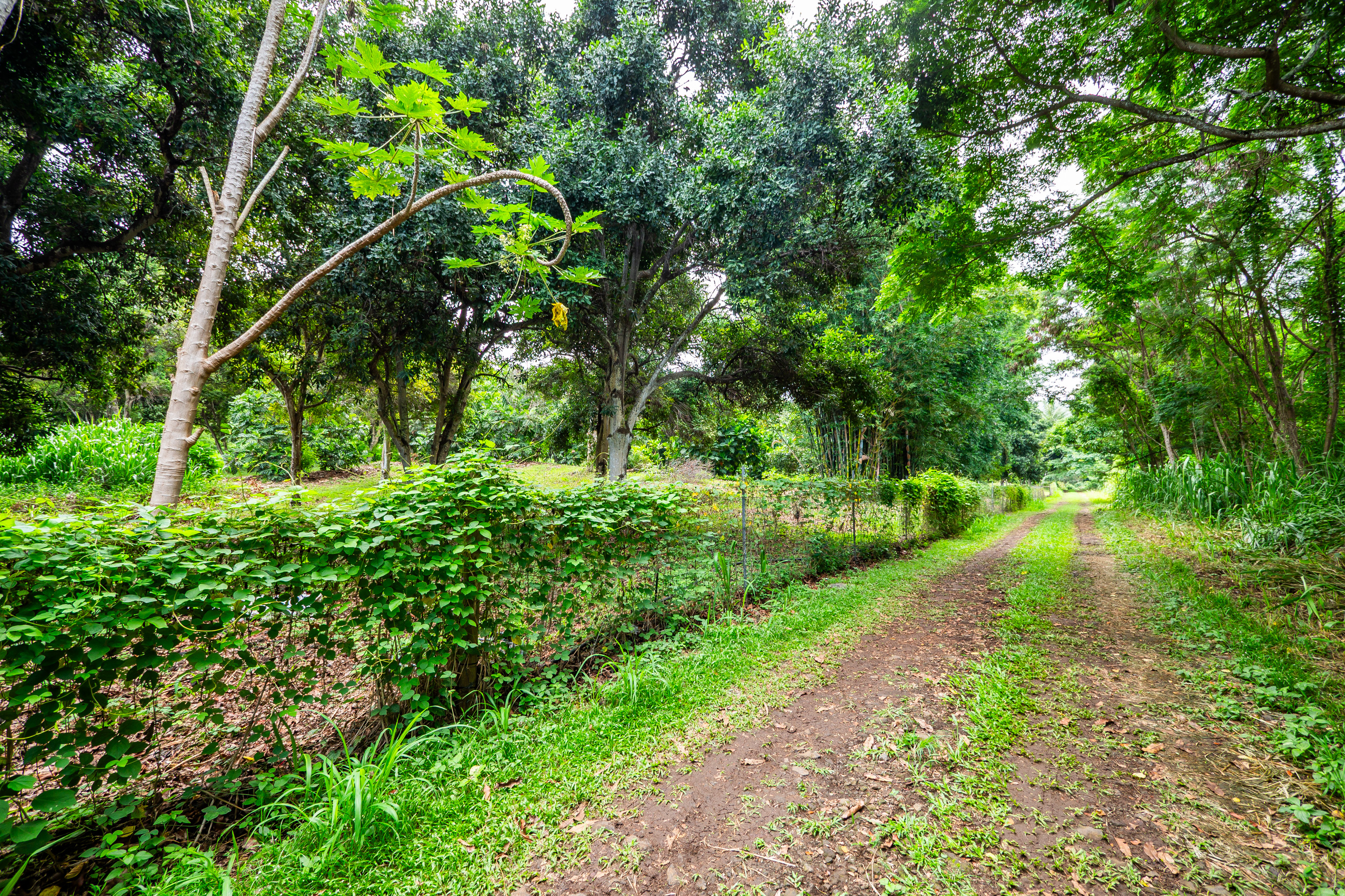 83-5599-d Middle Keei Rd Property Photo 28