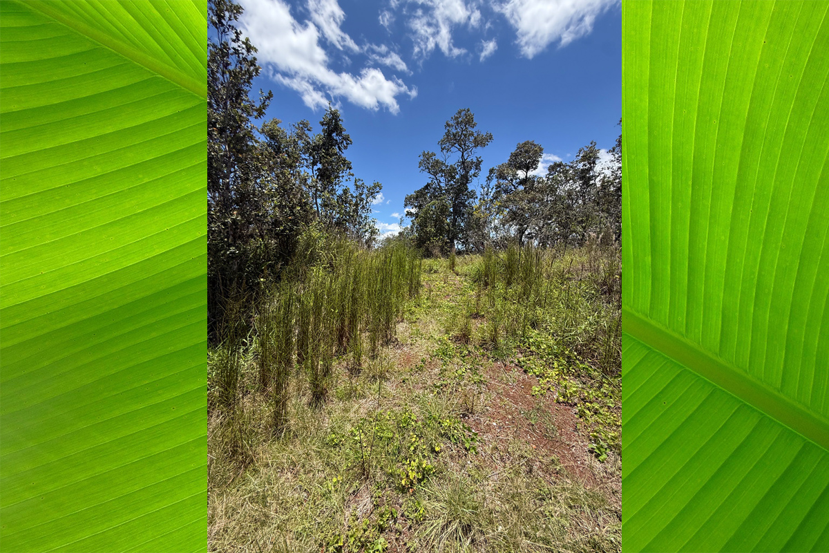 Lotus Blossom Ln Property Photo 5