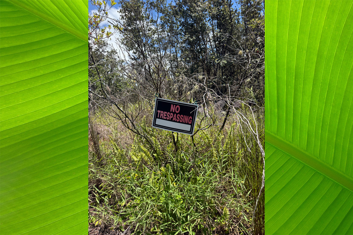 Lotus Blossom Ln Property Photo 9