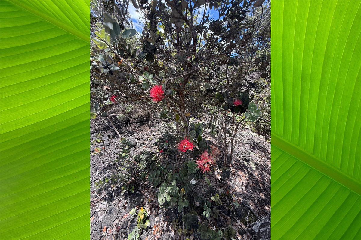 Lotus Blossom Ln Property Photo 15