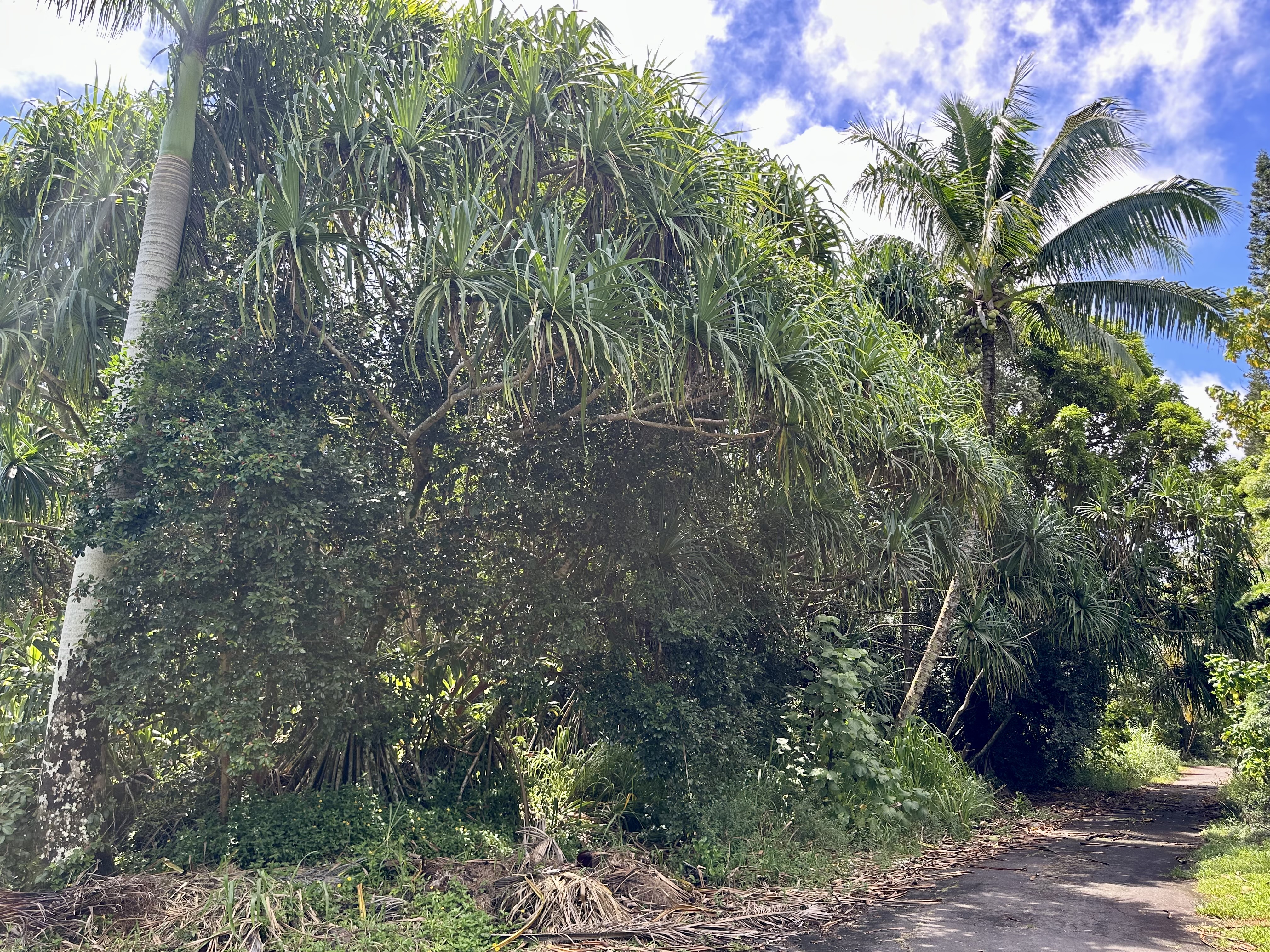 PAPAYA FARMS RD