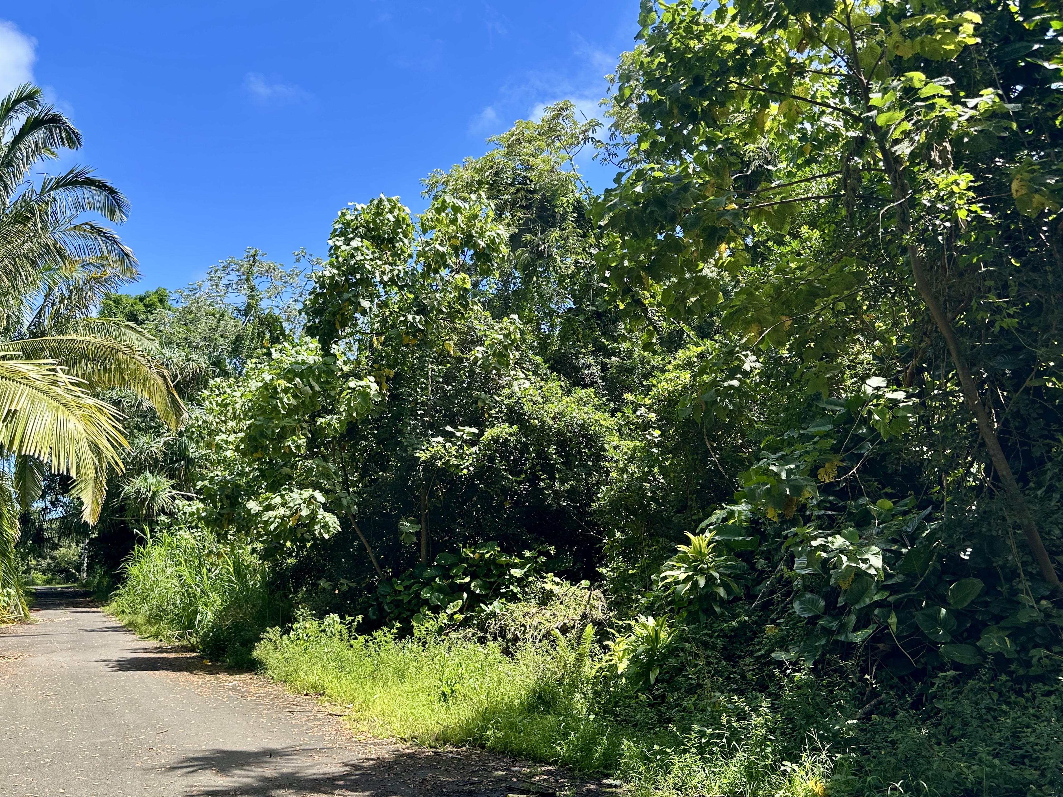 Papaya Farms Rd Property Photo 2