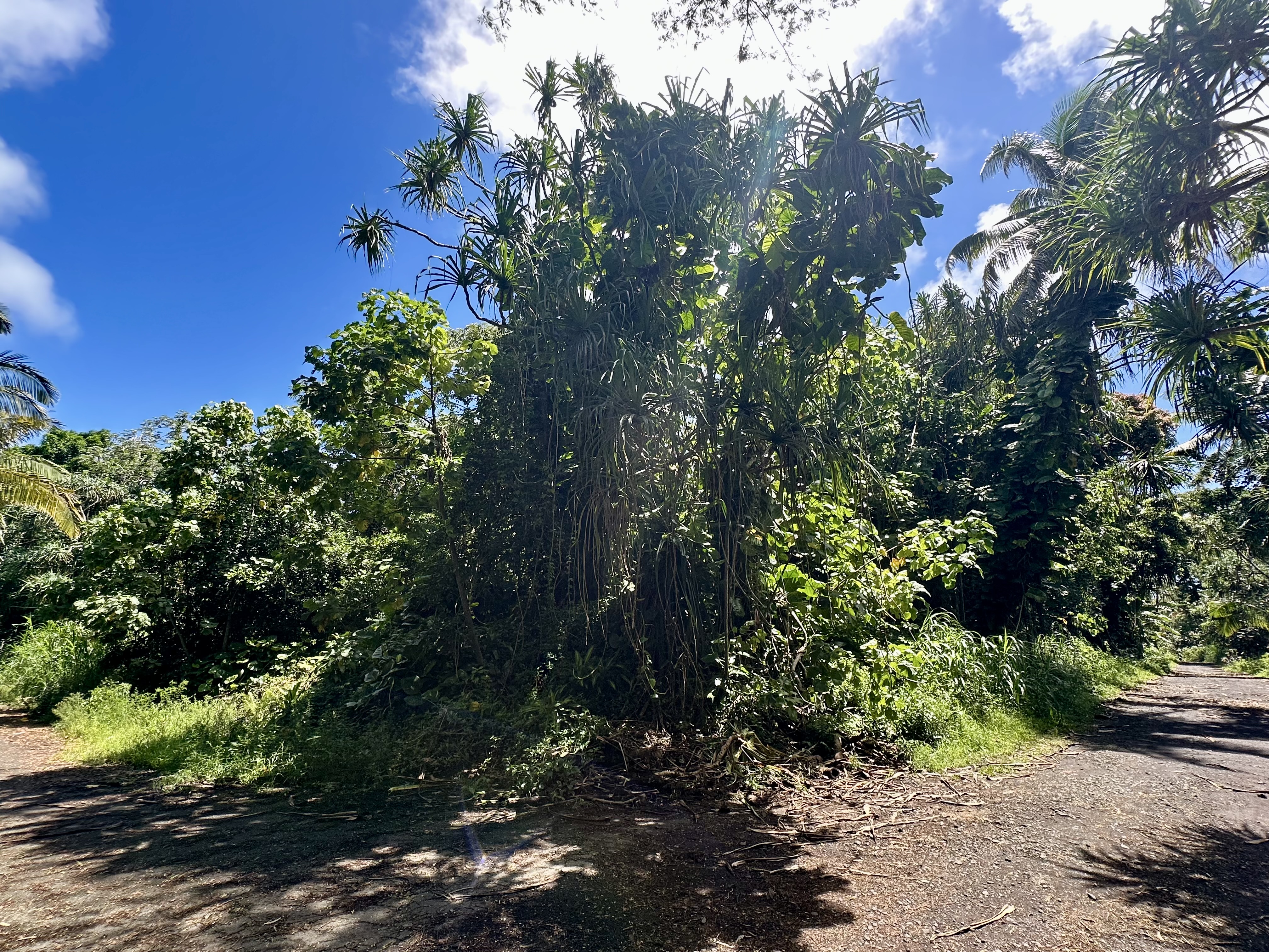 Papaya Farms Rd Property Photo 3