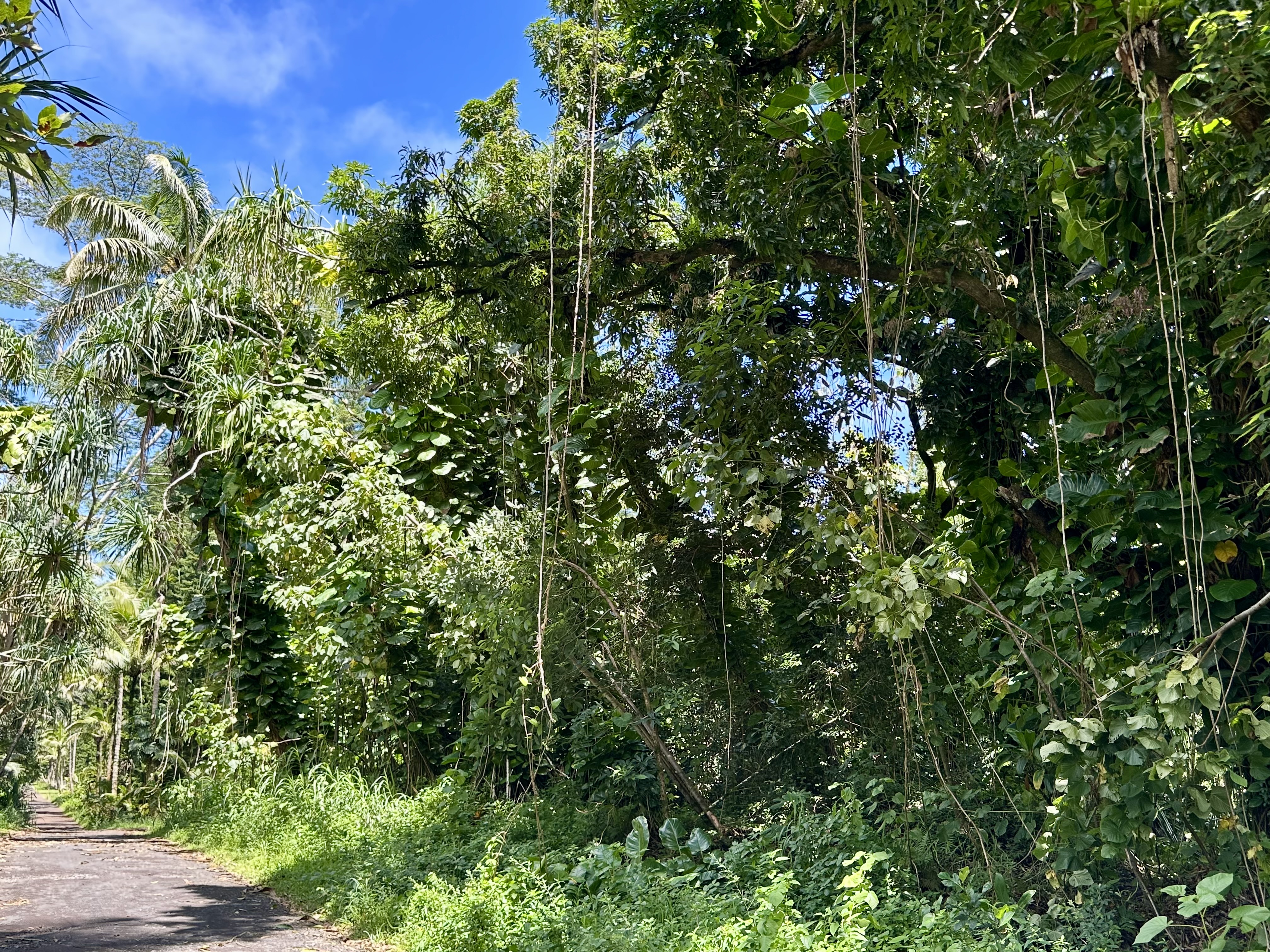 Papaya Farms Rd Property Photo 4