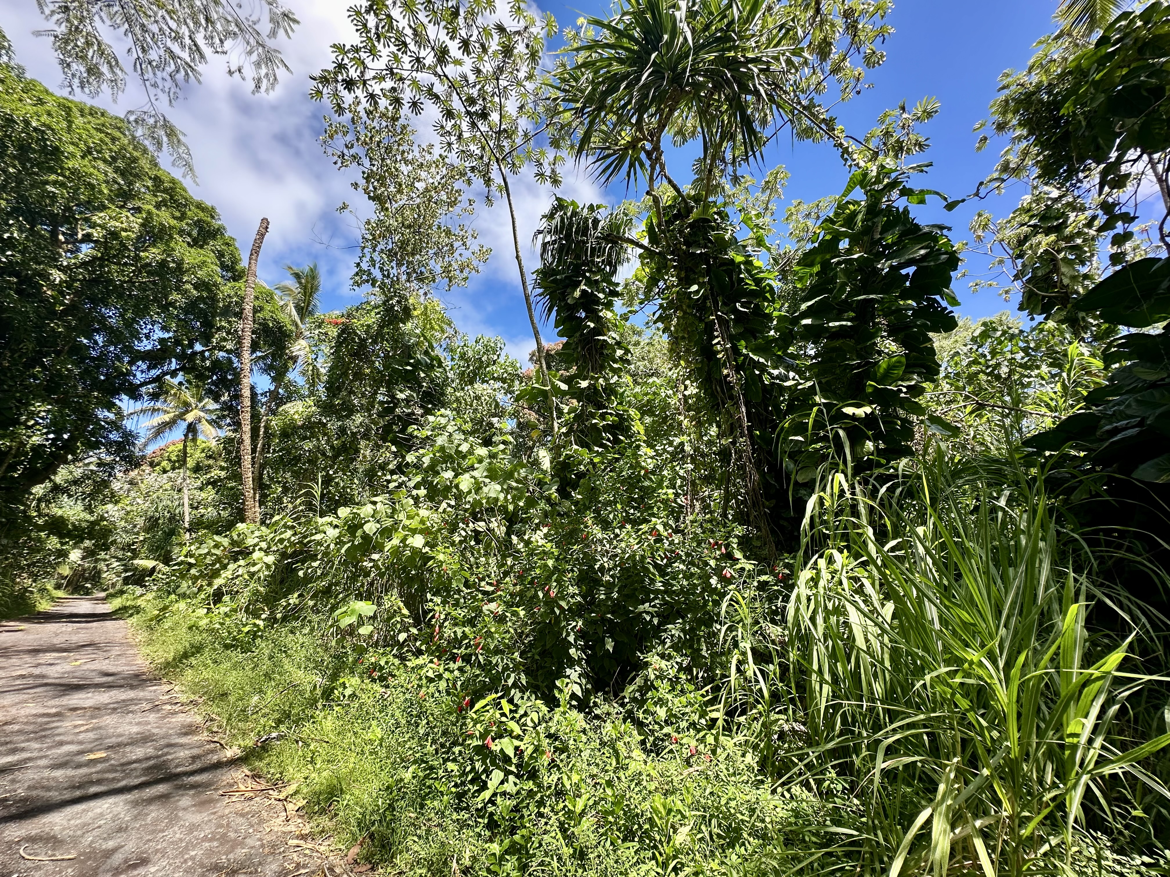 Papaya Farms Rd Property Photo 7