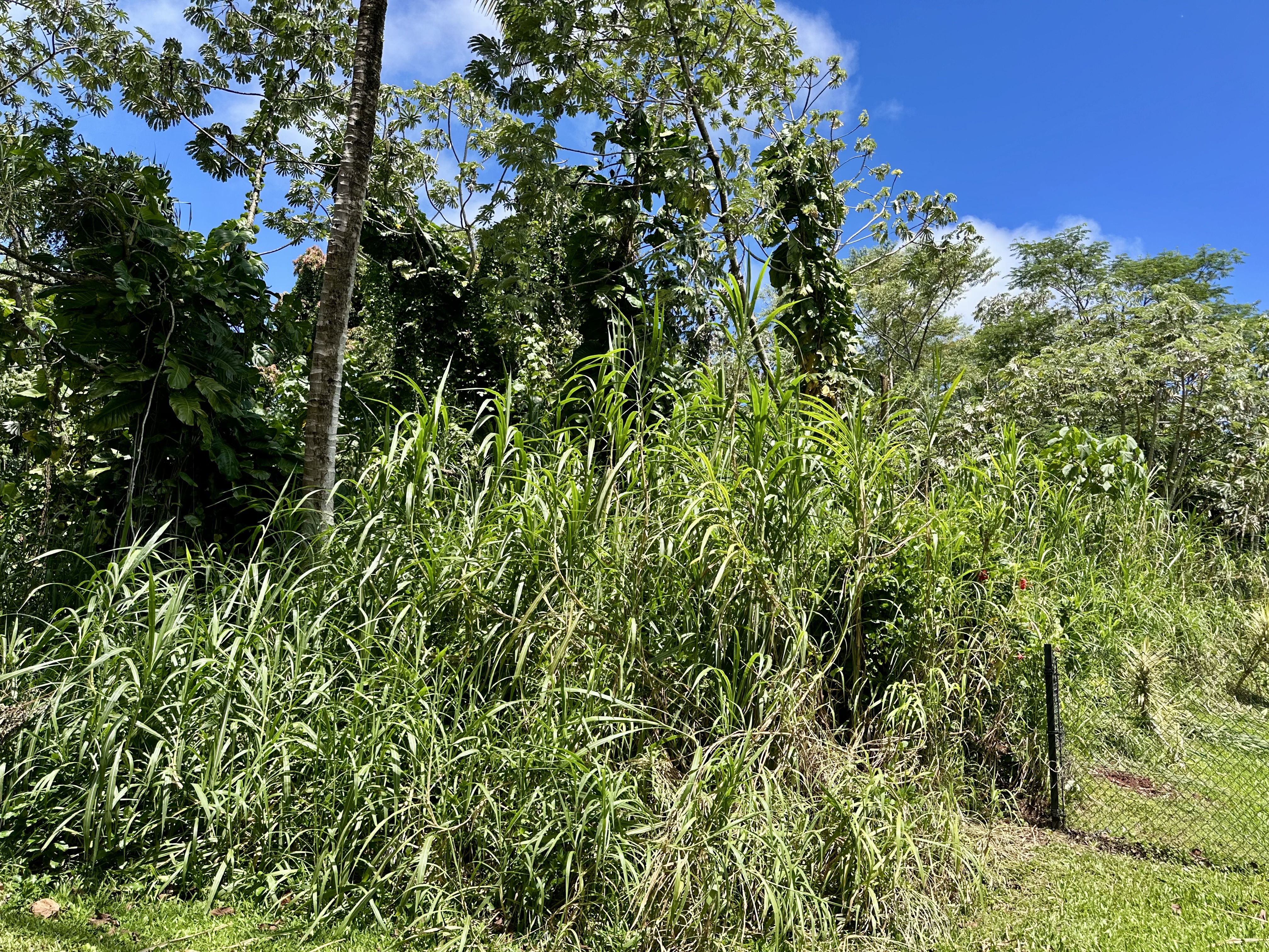 Papaya Farms Rd Property Photo 8