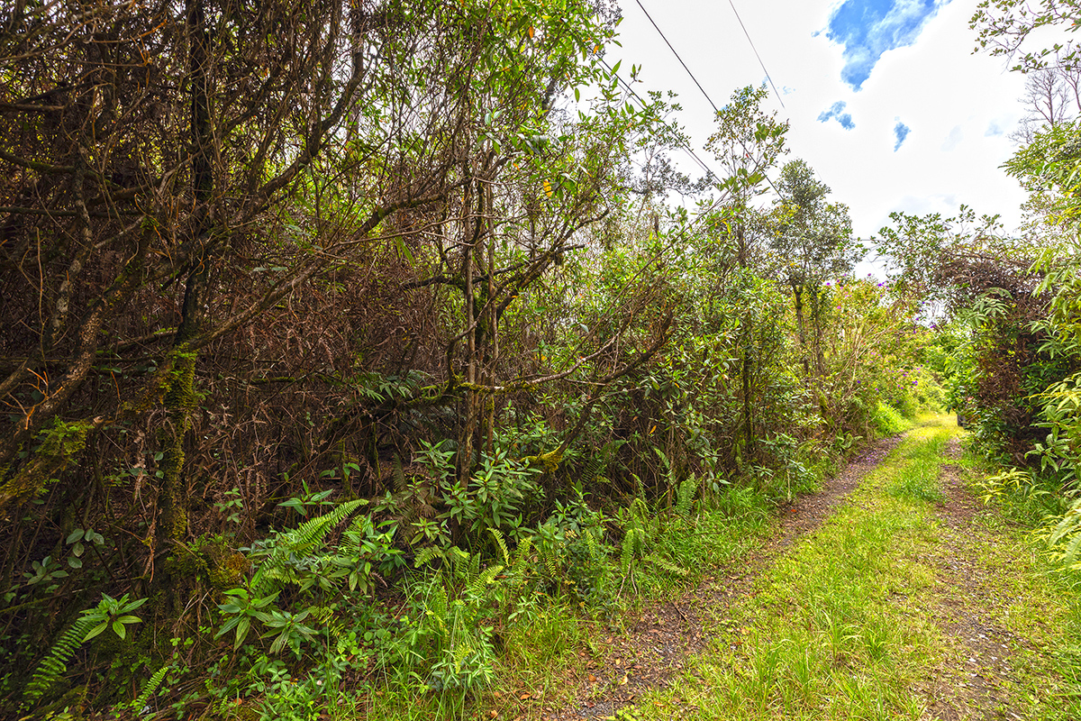 Keola Pl Property Photo 5