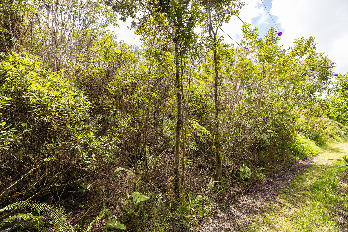 Keola Pl Property Photo 7