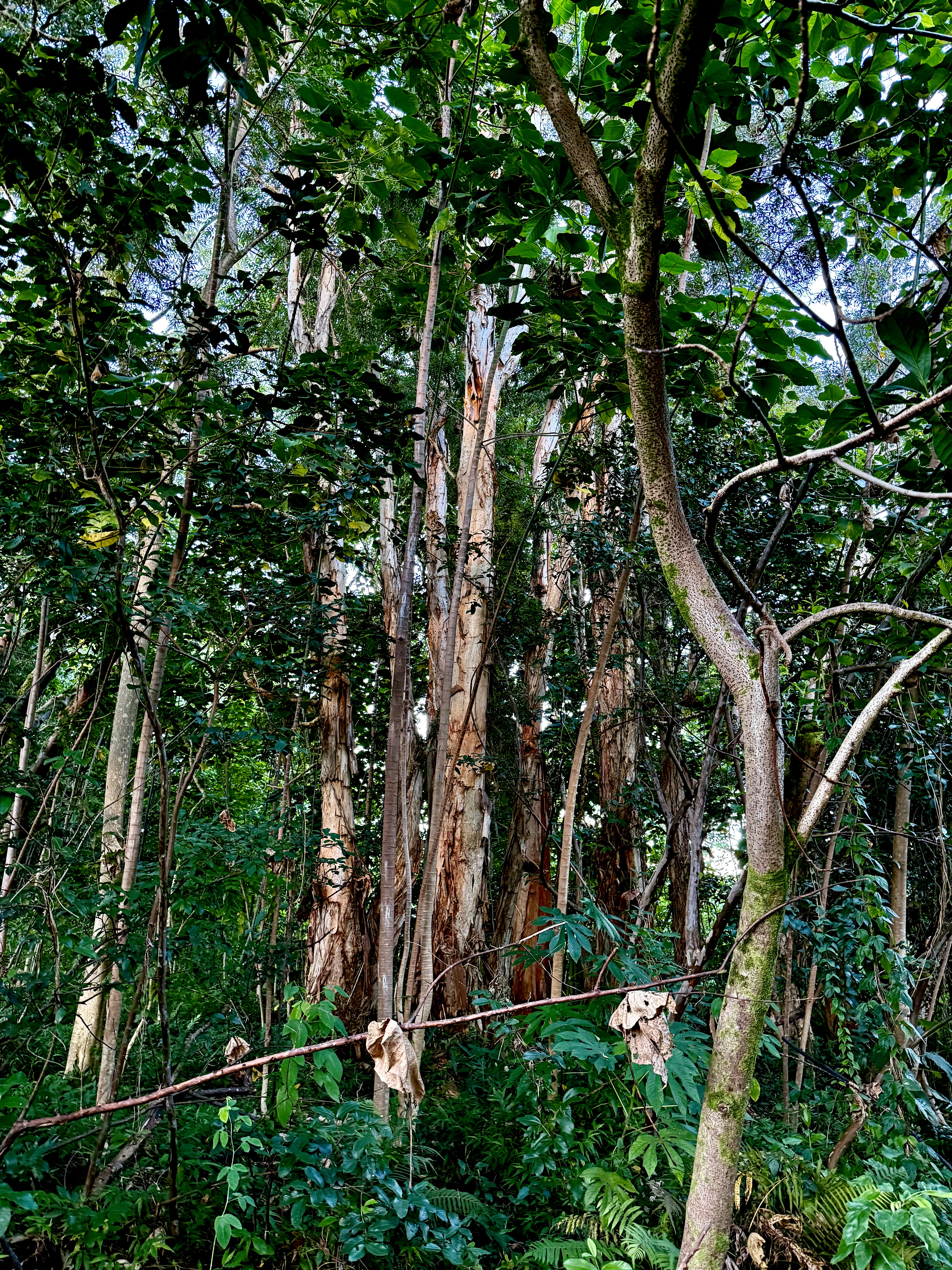13-790 Kamaili Rd Property Photo 16