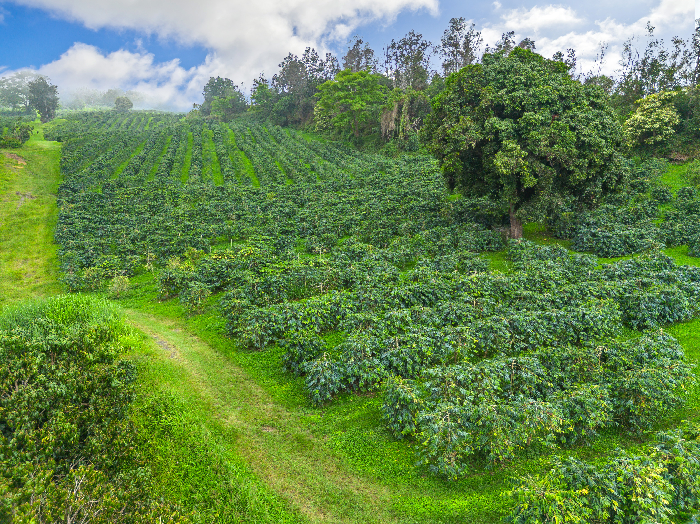 87-2854 Hawaii Belt Rd Property Photo 13