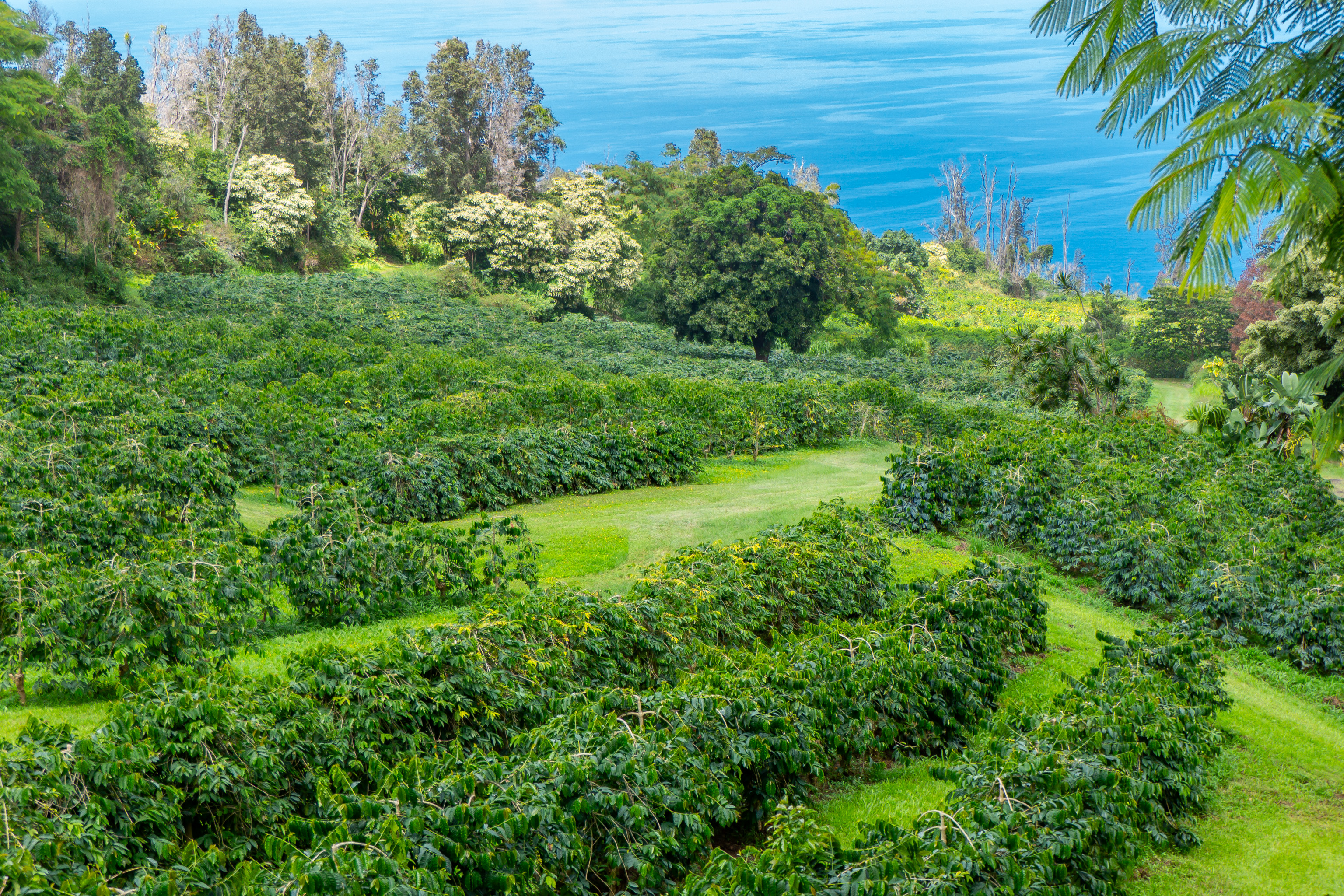87-2854 Hawaii Belt Rd Property Photo 14