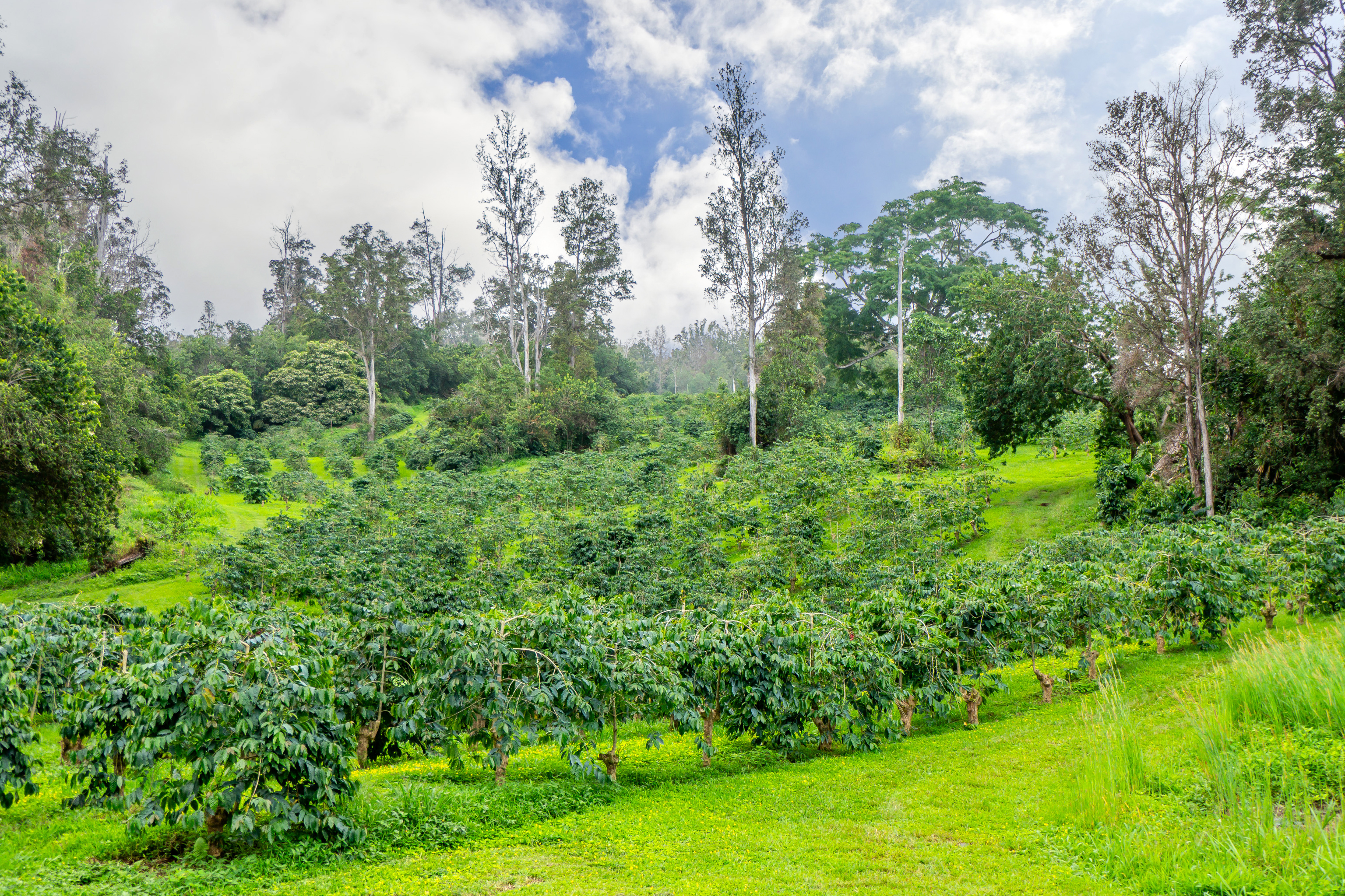 87-2854 Hawaii Belt Rd Property Photo 15