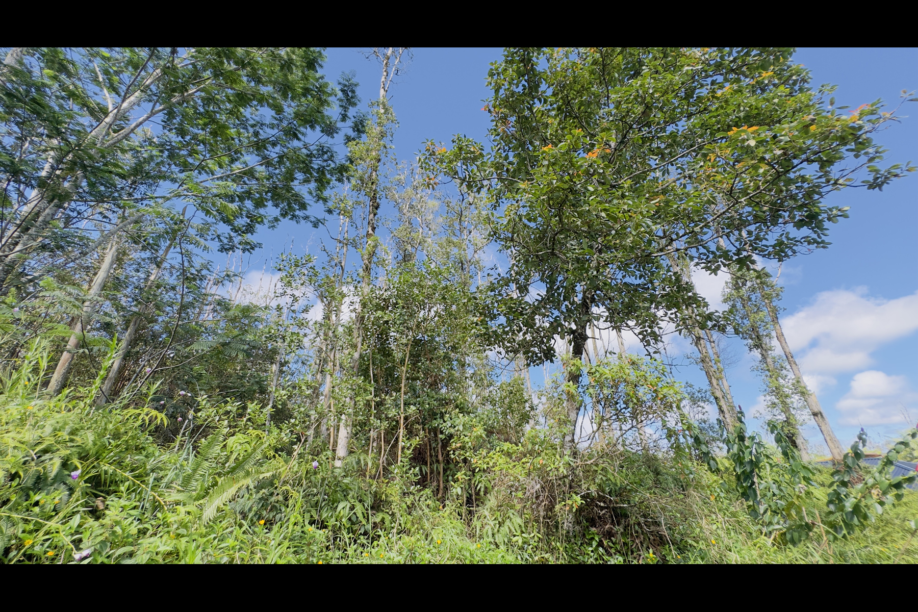 Coconut Dr Property Photo 13