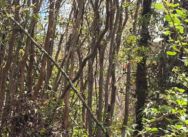 Huleia Pl Property Photo 2