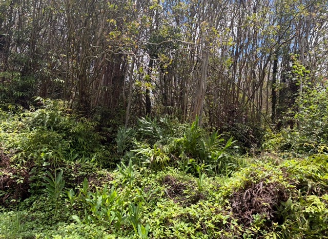 Huleia Pl Property Photo 5