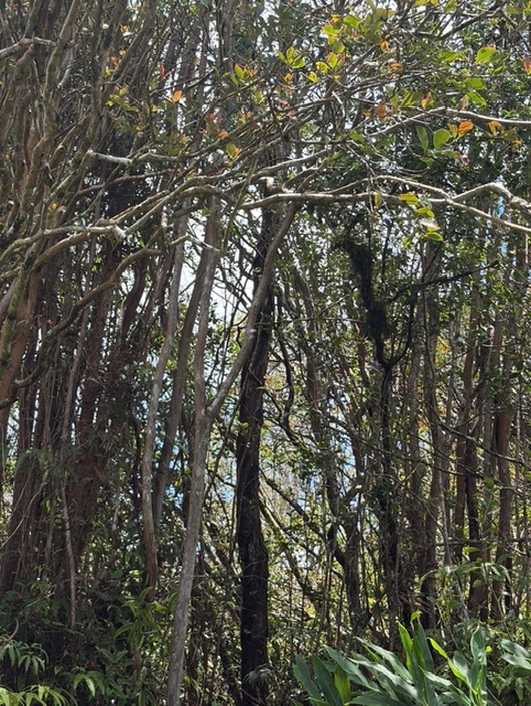Huleia Pl Property Photo 6