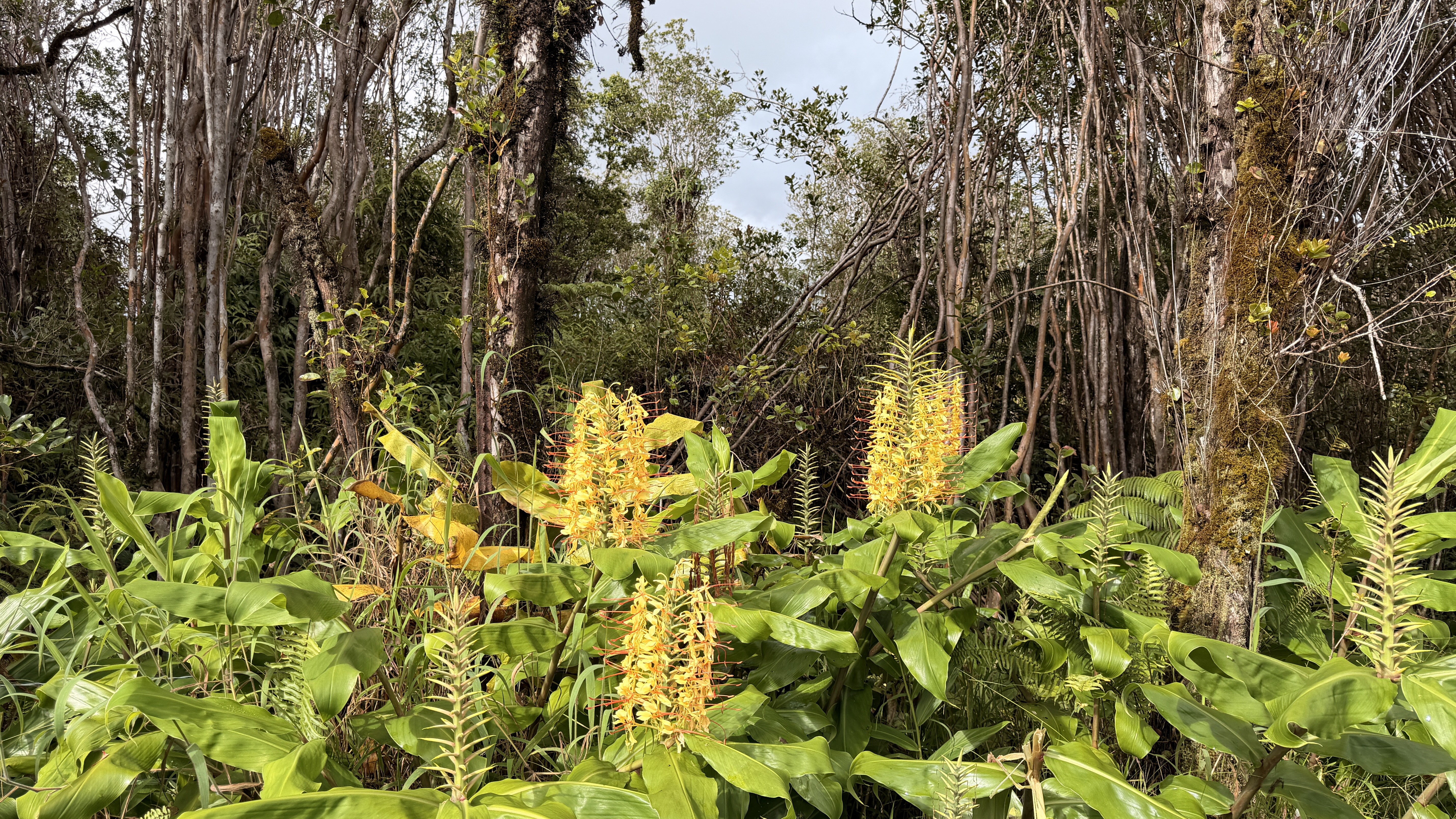 18-2019 Pua St Property Photo 2