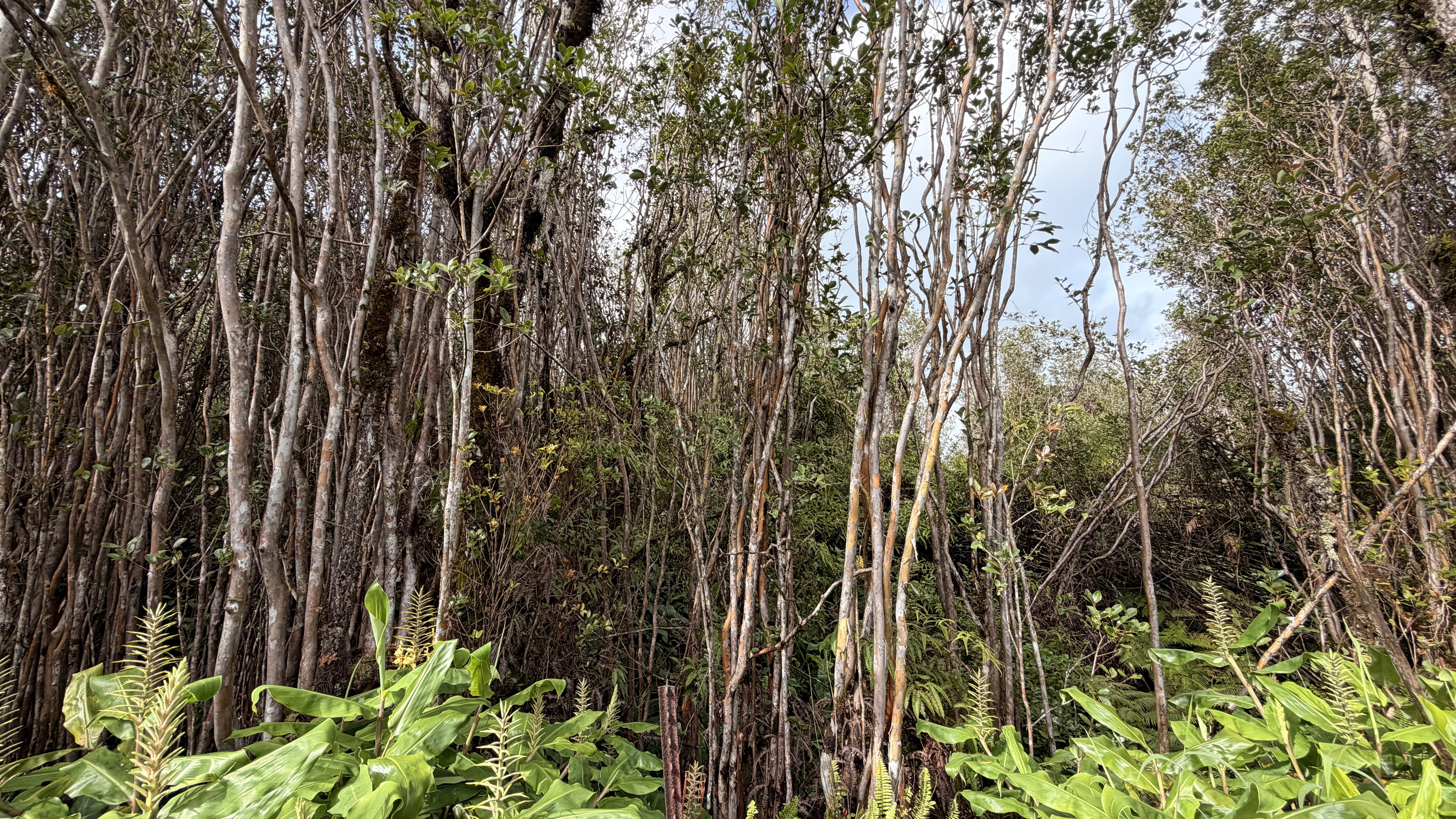 18-2019 Pua St Property Photo 5