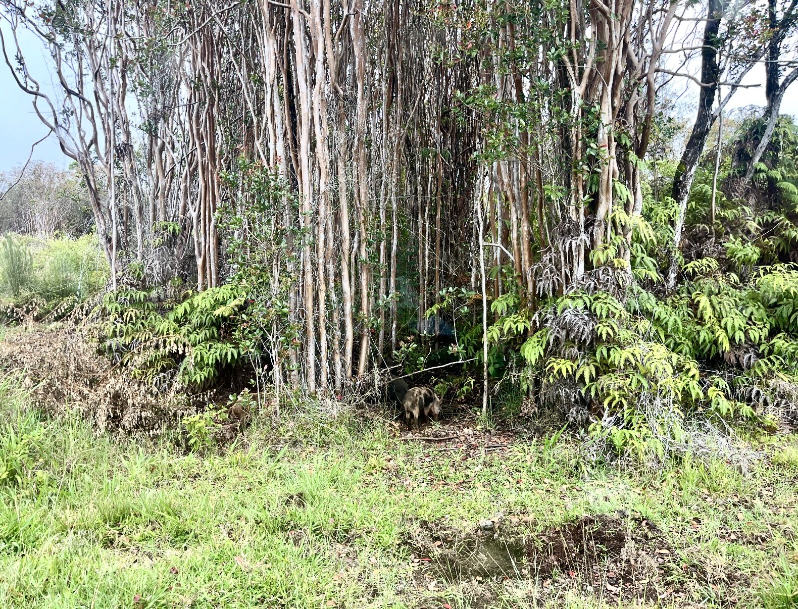 18-2019 Pua St Property Photo 7