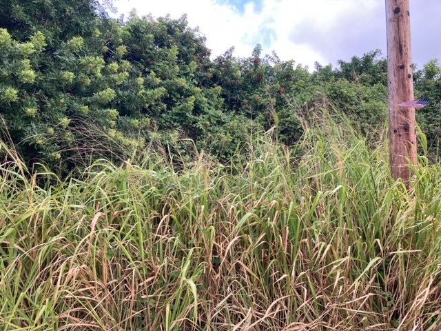 Kaulua St Property Photo 11