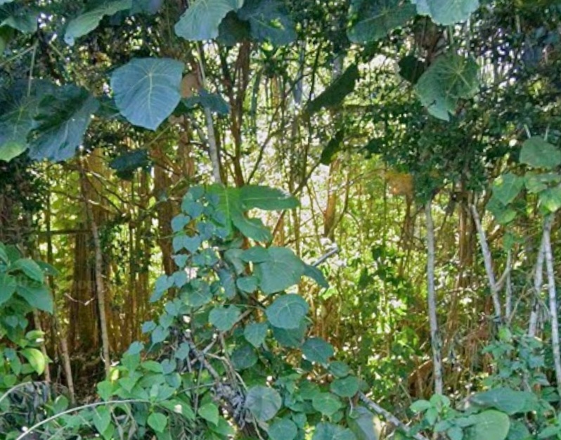 Opihi St Property Photo 1