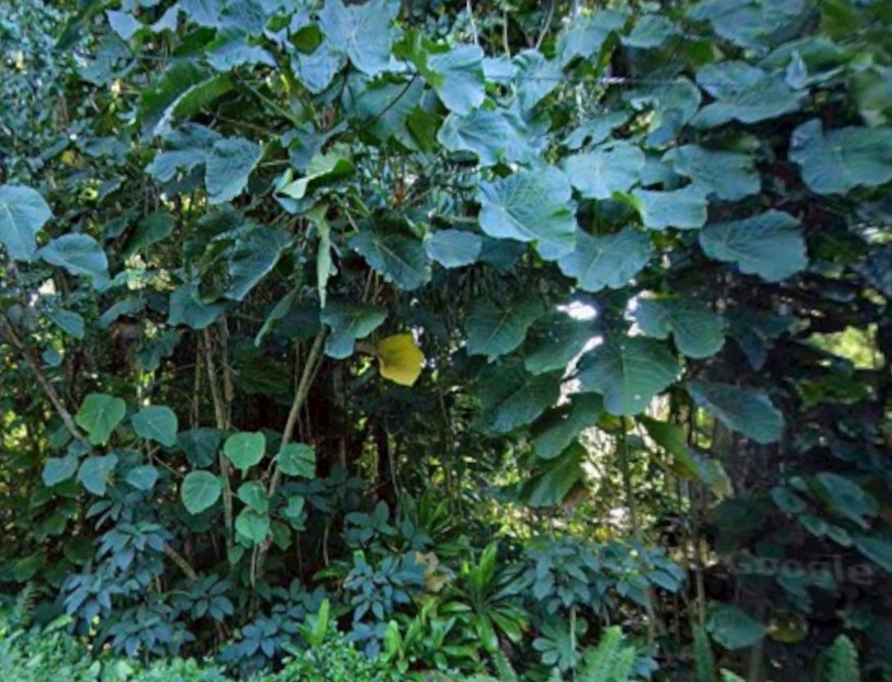 Opihi St Property Photo 2