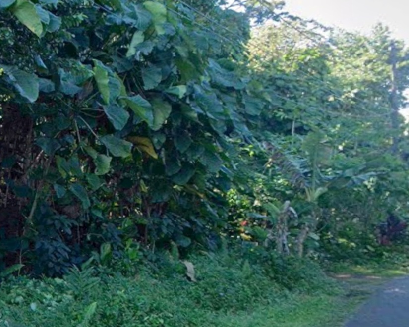 Opihi St Property Photo 6
