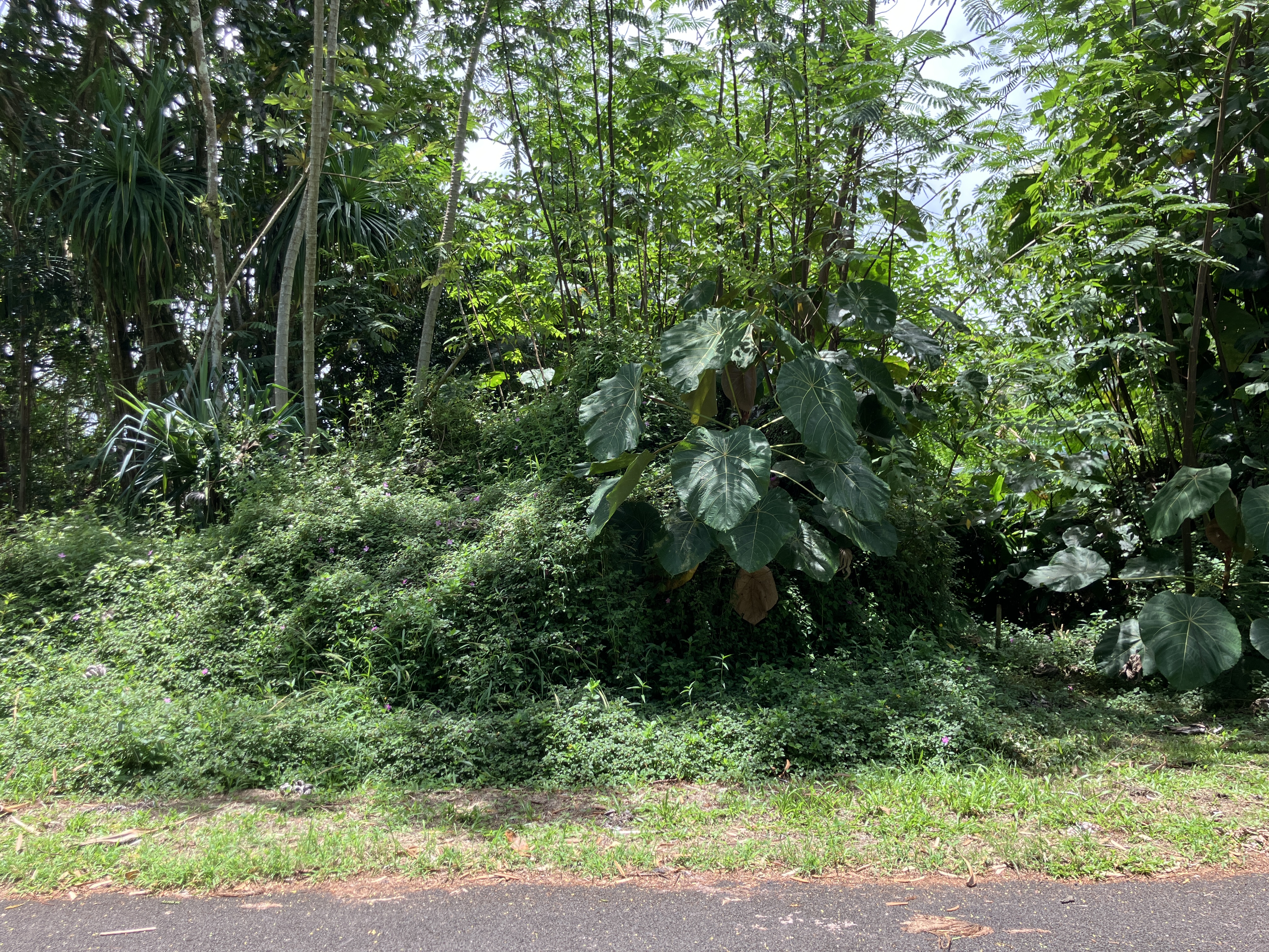 Opakapaka St Property Photo 3