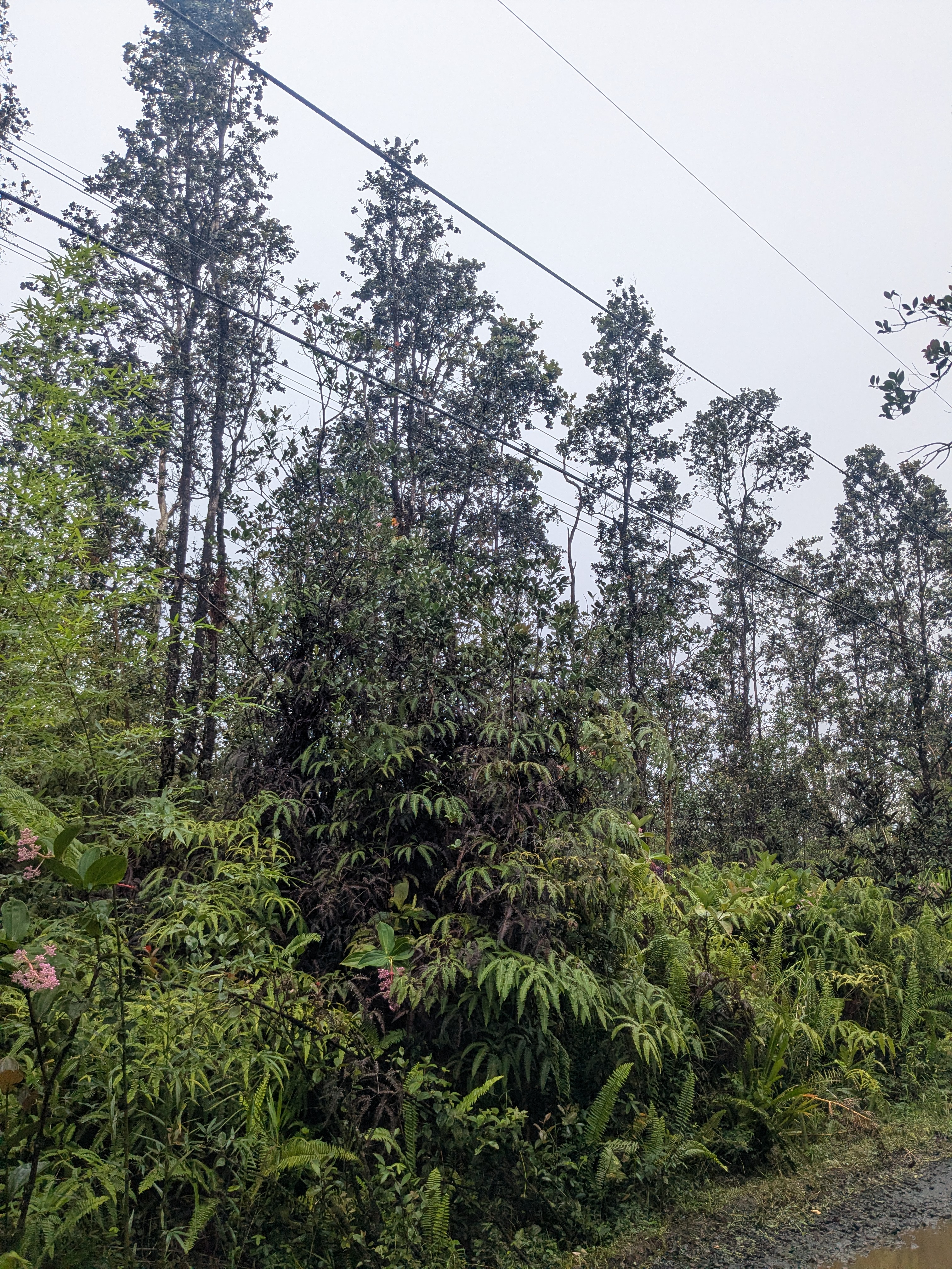 Road 3 (hopue) Property Photo 6