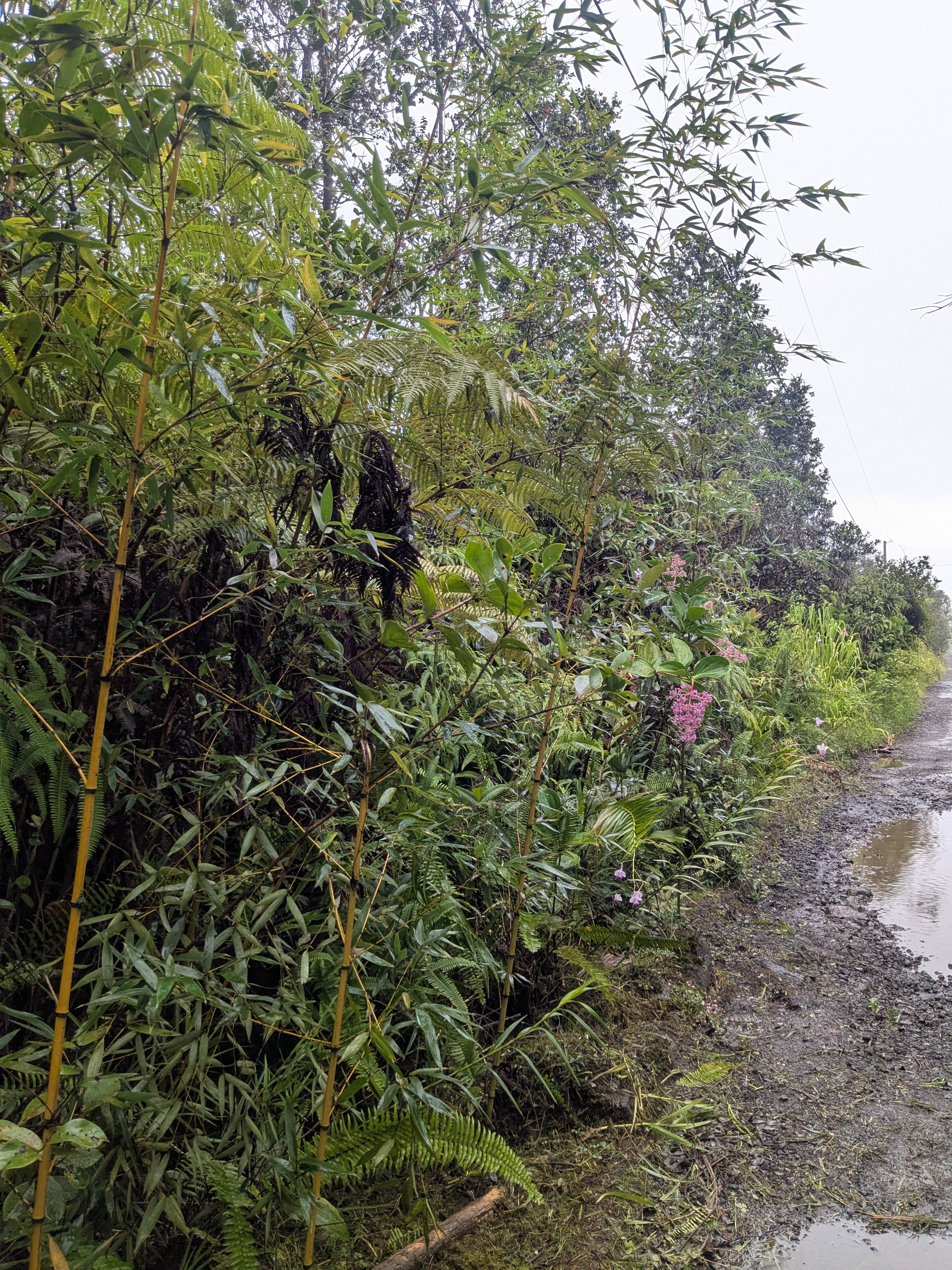 Road 3 (hopue) Property Photo 9
