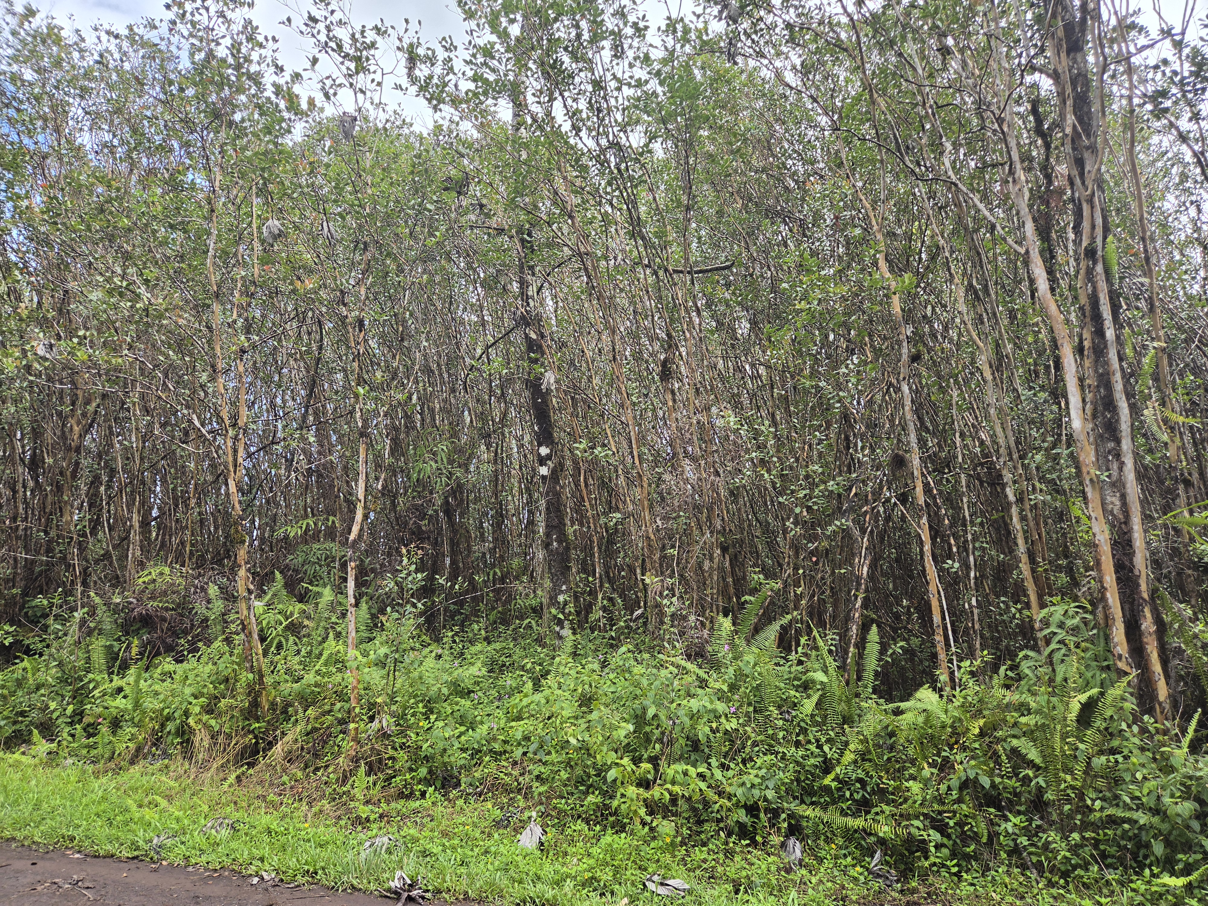 Road 5 (uau) Property Photo 6