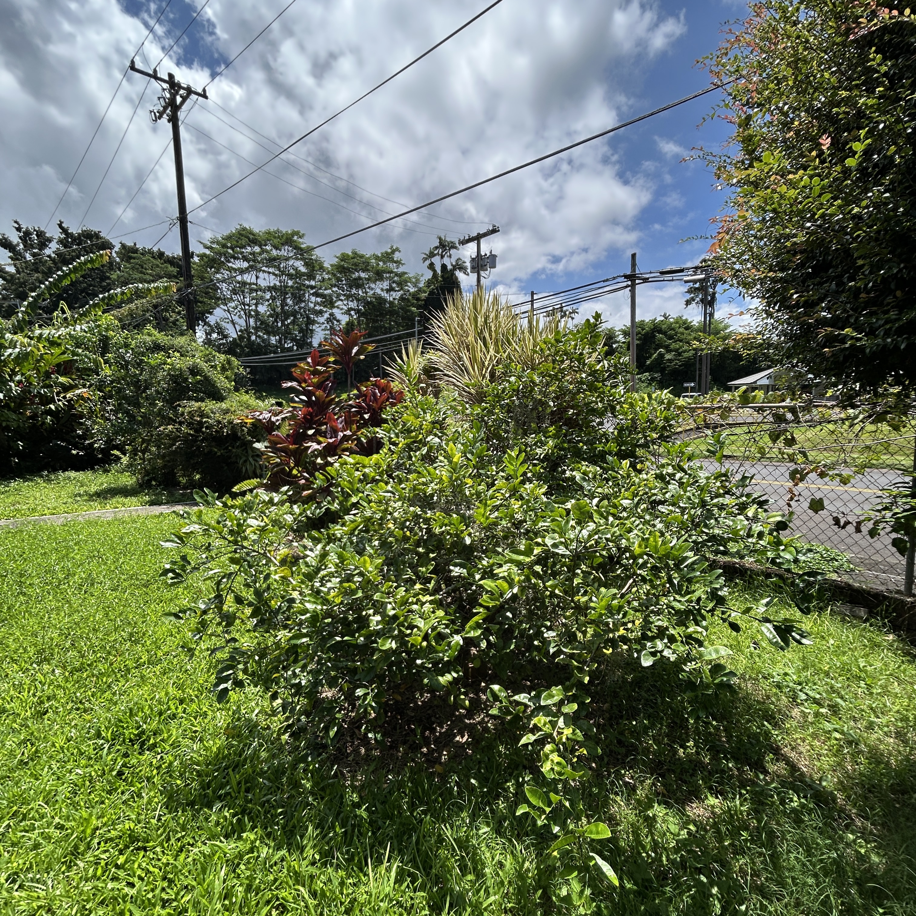 156 Wainaku St Property Photo 12